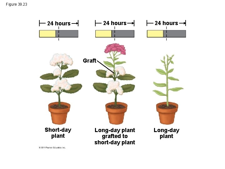 Figure 39. 23 24 hours Long-day plant grafted to short-day plant Long-day plant 24