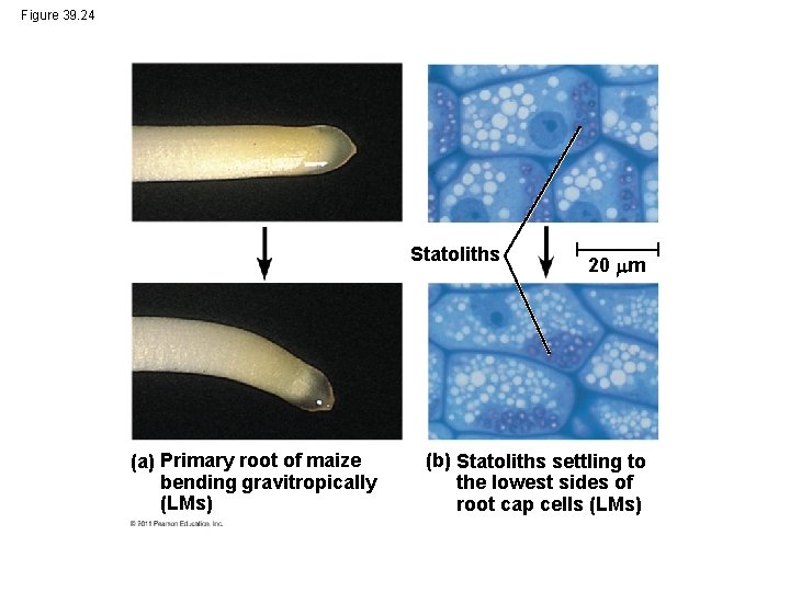 Figure 39. 24 Statoliths (a) Primary root of maize bending gravitropically (LMs) 20 m