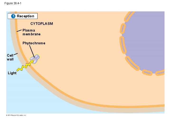 Figure 39. 4 -1 1 Reception CYTOPLASM Plasma membrane Phytochrome Cell wall Light 