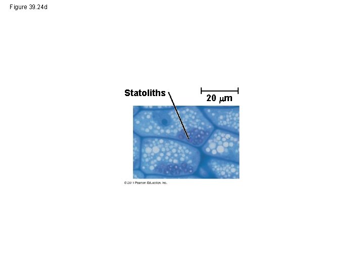 Figure 39. 24 d Statoliths 20 m 