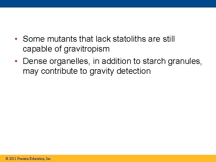  • Some mutants that lack statoliths are still capable of gravitropism • Dense