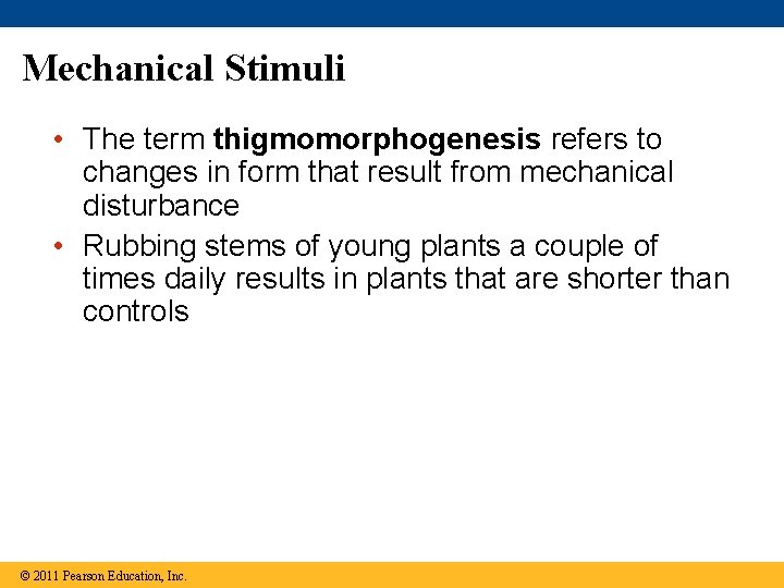 Mechanical Stimuli • The term thigmomorphogenesis refers to changes in form that result from