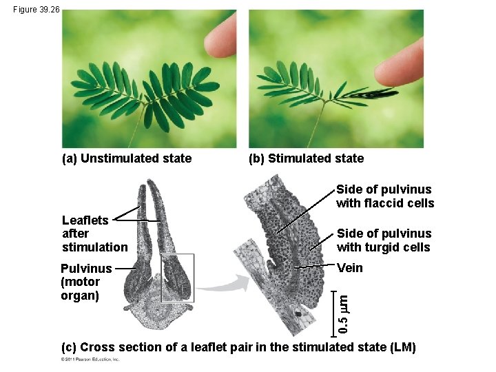 Figure 39. 26 (a) Unstimulated state (b) Stimulated state Side of pulvinus with flaccid