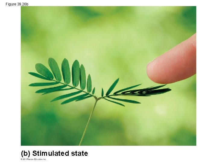 Figure 39. 26 b (b) Stimulated state 