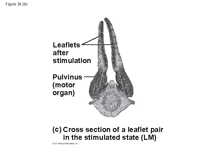 Figure 39. 26 c Leaflets after stimulation Pulvinus (motor organ) (c) Cross section of