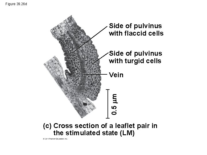 Figure 39. 26 d Side of pulvinus with flaccid cells Side of pulvinus with