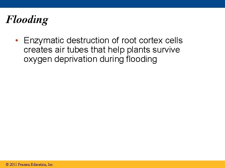 Flooding • Enzymatic destruction of root cortex cells creates air tubes that help plants