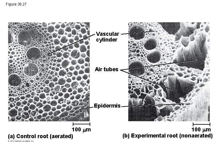 Figure 39. 27 Vascular cylinder Air tubes Epidermis 100 m (a) Control root (aerated)