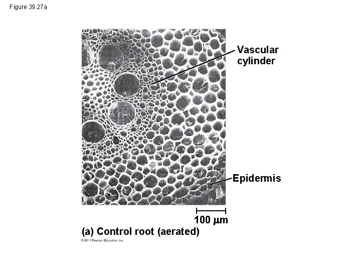 Figure 39. 27 a Vascular cylinder Epidermis 100 m (a) Control root (aerated) 