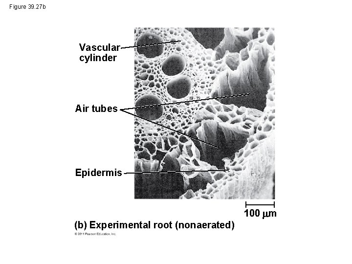 Figure 39. 27 b Vascular cylinder Air tubes Epidermis 100 m (b) Experimental root