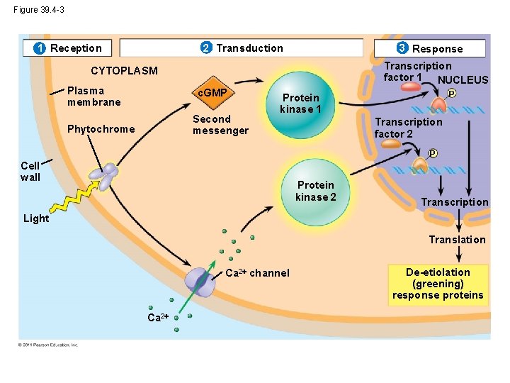 Figure 39. 4 -3 2 Transduction 1 Reception 3 Response Transcription factor 1 NUCLEUS