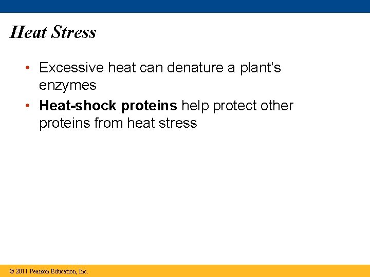Heat Stress • Excessive heat can denature a plant’s enzymes • Heat-shock proteins help
