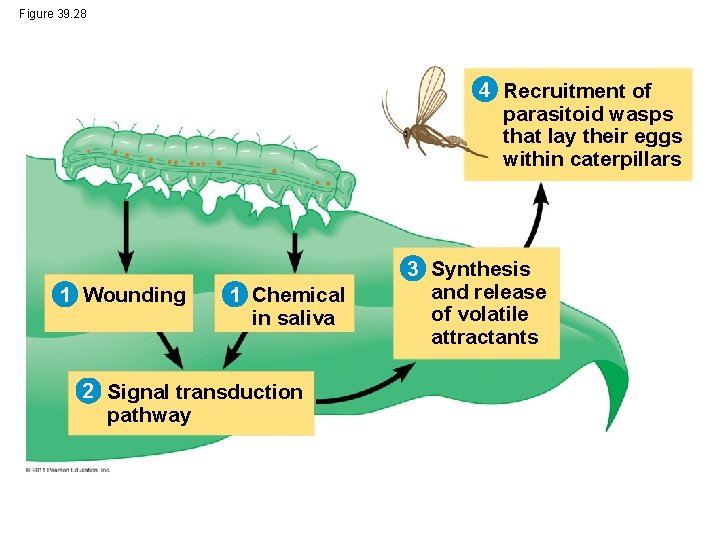 Figure 39. 28 4 Recruitment of parasitoid wasps that lay their eggs within caterpillars