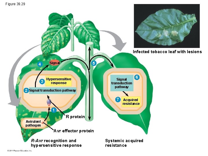 Figure 39. 29 Infected tobacco leaf with lesions 4 3 Signal 5 Hypersensitive response