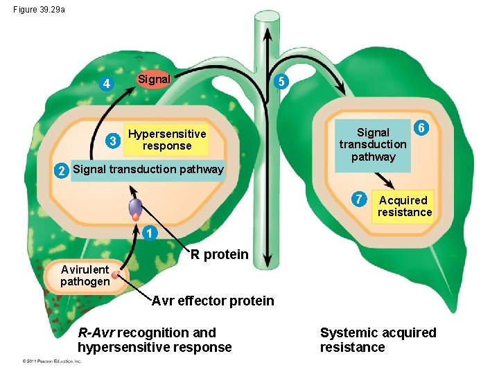 Figure 39. 29 a 4 3 Signal 5 Hypersensitive response 6 Signal transduction pathway