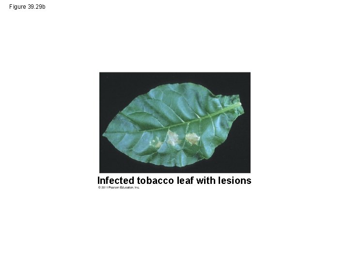 Figure 39. 29 b Infected tobacco leaf with lesions 