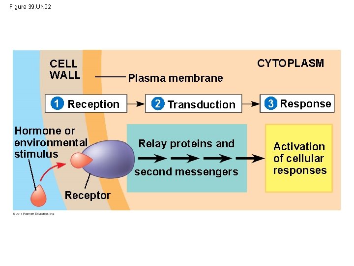 Figure 39. UN 02 CELL WALL 1 Reception Hormone or environmental stimulus CYTOPLASM Plasma