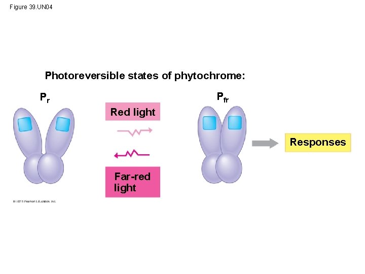 Figure 39. UN 04 Photoreversible states of phytochrome: Pfr Pr Red light Responses Far-red