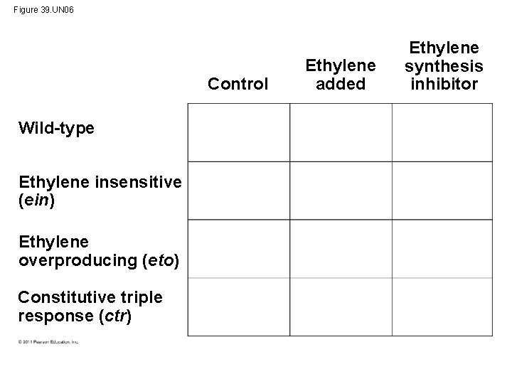 Figure 39. UN 06 Control Wild-type Ethylene insensitive (ein) Ethylene overproducing (eto) Constitutive triple