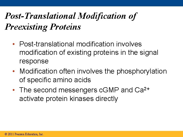 Post-Translational Modification of Preexisting Proteins • Post-translational modification involves modification of existing proteins in