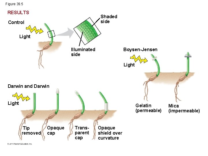 Figure 39. 5 RESULTS Shaded side Control Light Illuminated side Boysen-Jensen Light Darwin and