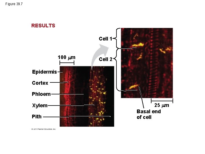 Figure 39. 7 RESULTS Cell 1 100 m Cell 2 Epidermis Cortex Phloem Xylem