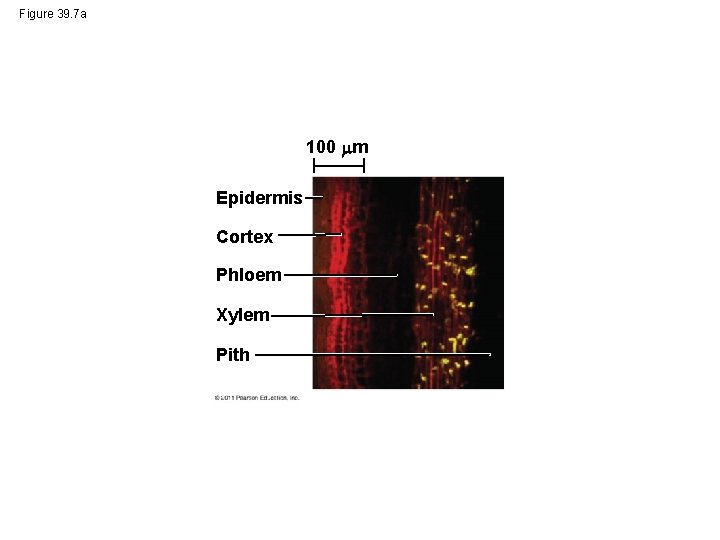 Figure 39. 7 a 100 m Epidermis Cortex Phloem Xylem Pith 