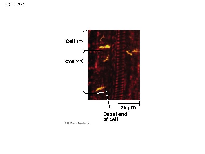 Figure 39. 7 b Cell 1 Cell 2 25 m Basal end of cell