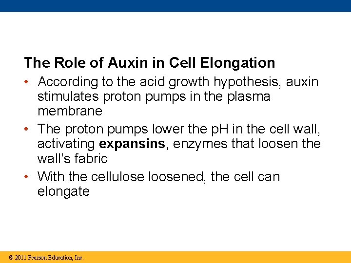 The Role of Auxin in Cell Elongation • According to the acid growth hypothesis,