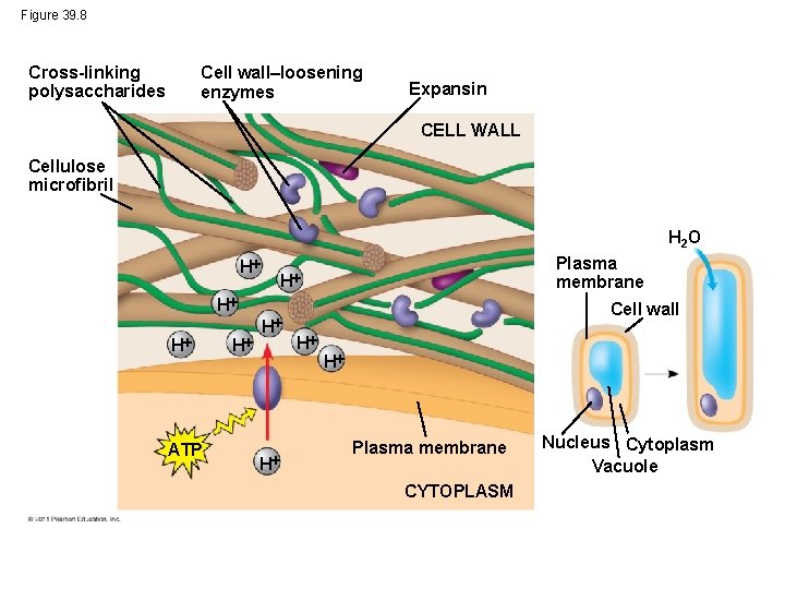 Figure 39. 8 Cross-linking polysaccharides Cell wall–loosening enzymes Expansin CELL WALL Cellulose microfibril H