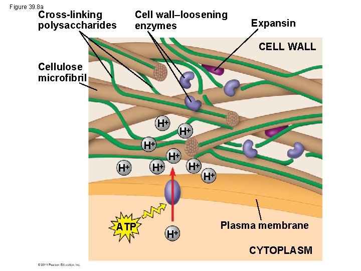 Figure 39. 8 a Cross-linking polysaccharides Cell wall–loosening enzymes Expansin CELL WALL Cellulose microfibril