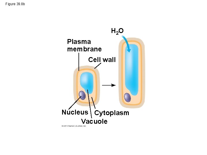 Figure 39. 8 b H 2 O Plasma membrane Cell wall Nucleus Cytoplasm Vacuole