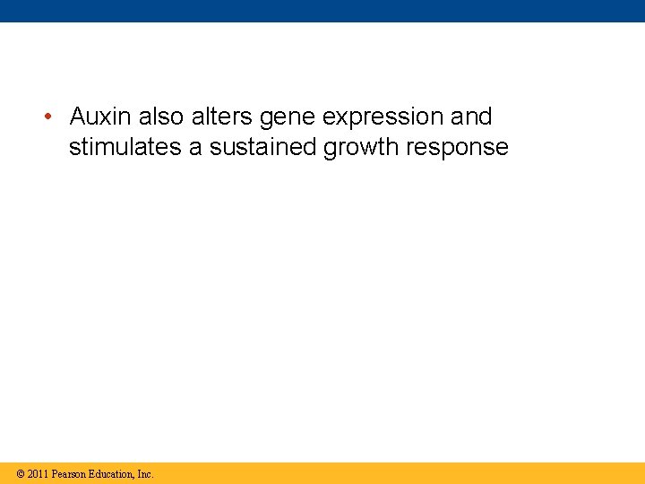  • Auxin also alters gene expression and stimulates a sustained growth response ©