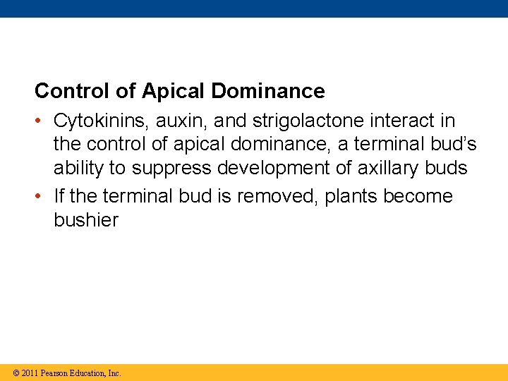 Control of Apical Dominance • Cytokinins, auxin, and strigolactone interact in the control of