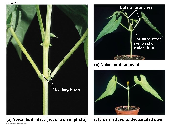 Figure 39. 9 Lateral branches “Stump” after removal of apical bud (b) Apical bud