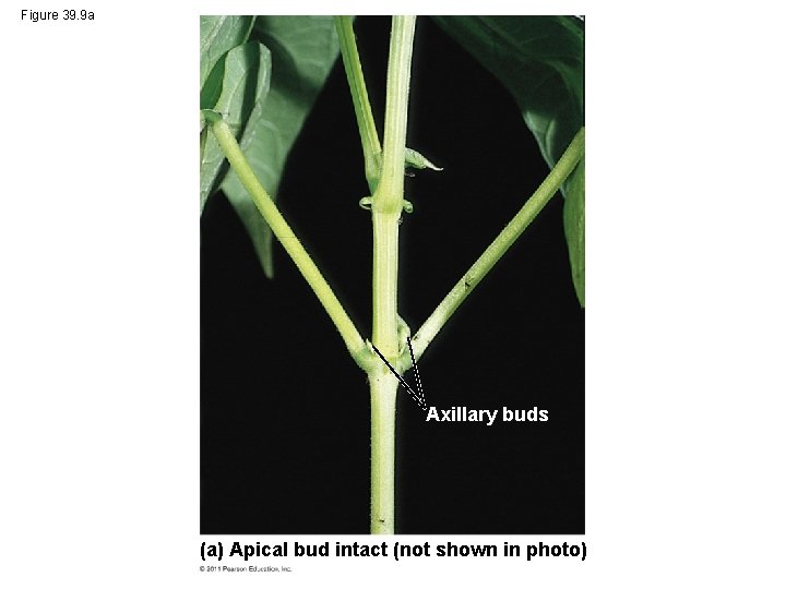 Figure 39. 9 a Axillary buds (a) Apical bud intact (not shown in photo)