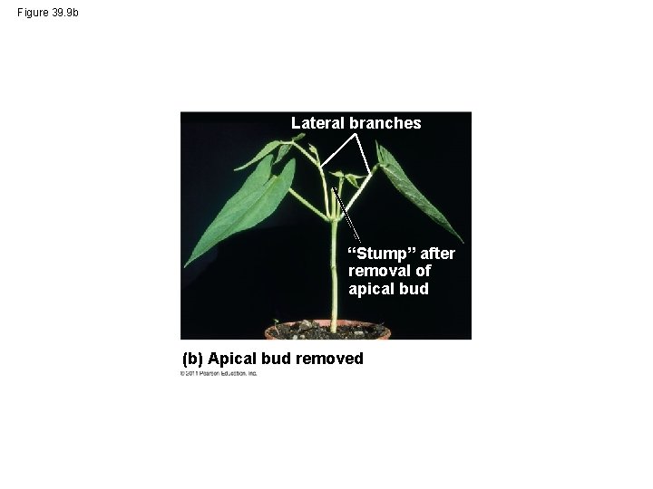 Figure 39. 9 b Lateral branches “Stump” after removal of apical bud (b) Apical