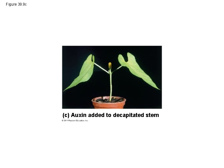 Figure 39. 9 c (c) Auxin added to decapitated stem 