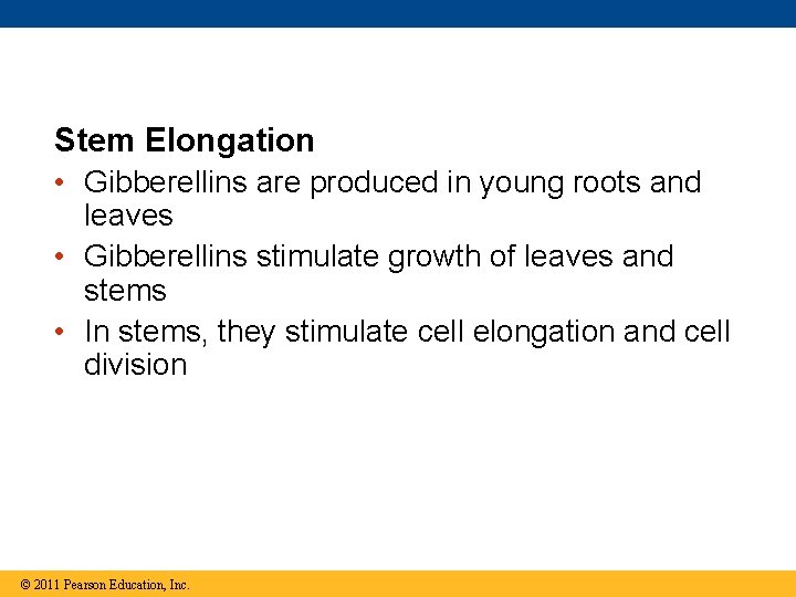 Stem Elongation • Gibberellins are produced in young roots and leaves • Gibberellins stimulate