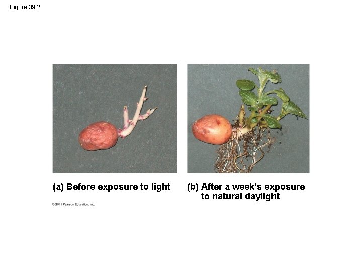 Figure 39. 2 (a) Before exposure to light (b) After a week’s exposure to