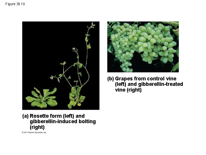 Figure 39. 10 (b) Grapes from control vine (left) and gibberellin-treated vine (right) (a)