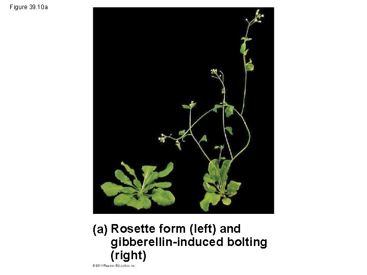 Figure 39. 10 a (a) Rosette form (left) and gibberellin-induced bolting (right) 
