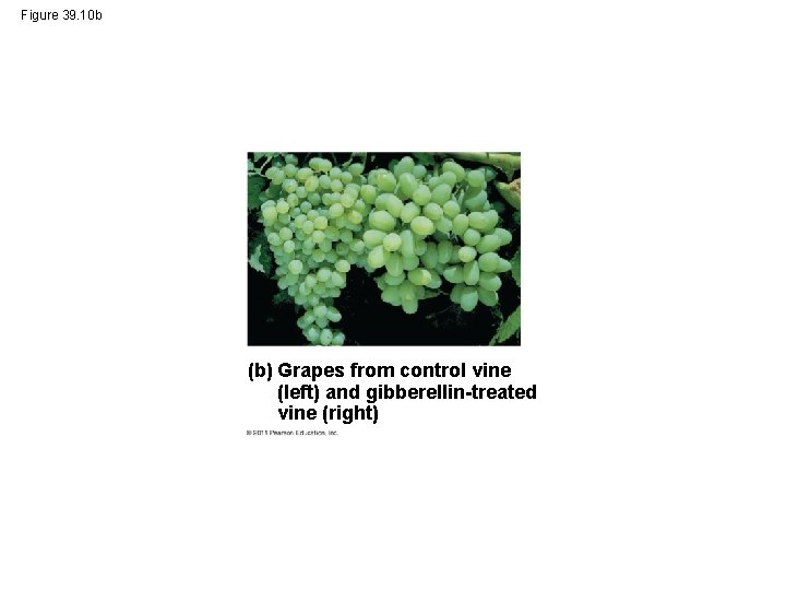 Figure 39. 10 b (b) Grapes from control vine (left) and gibberellin-treated vine (right)