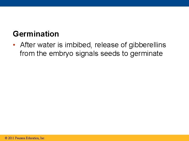 Germination • After water is imbibed, release of gibberellins from the embryo signals seeds