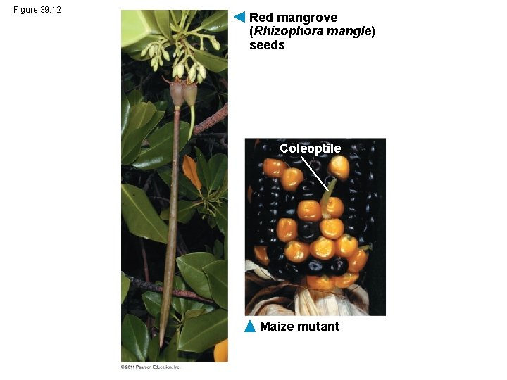 Figure 39. 12 Red mangrove (Rhizophora mangle) seeds Coleoptile Maize mutant 