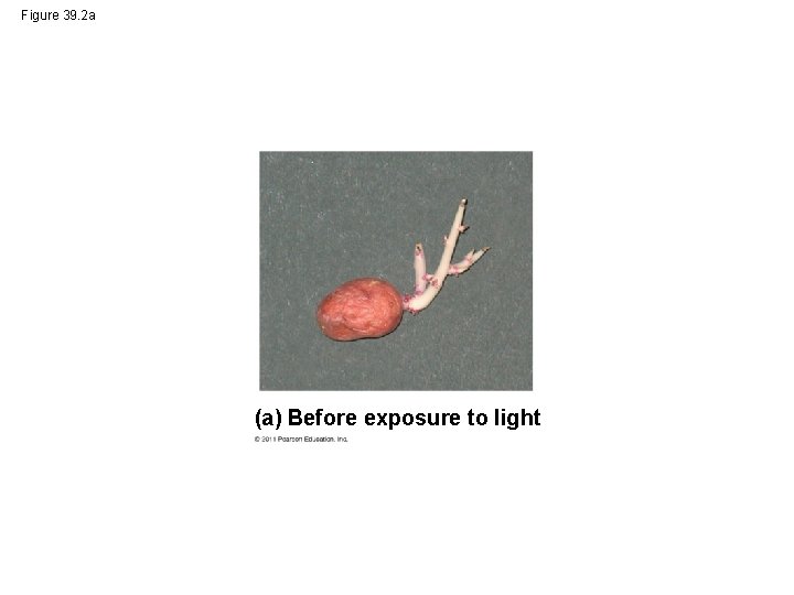 Figure 39. 2 a (a) Before exposure to light 