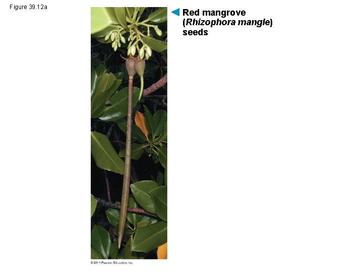 Figure 39. 12 a Red mangrove (Rhizophora mangle) seeds 