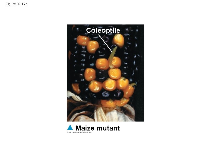 Figure 39. 12 b Coleoptile Maize mutant 