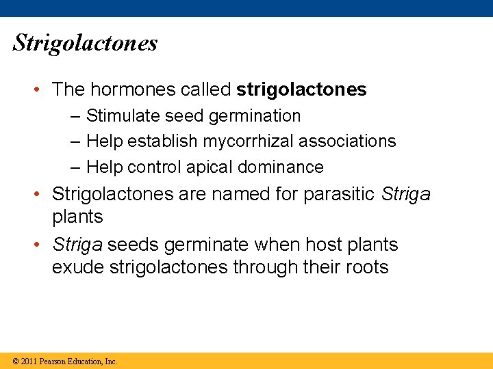 Strigolactones • The hormones called strigolactones – Stimulate seed germination – Help establish mycorrhizal