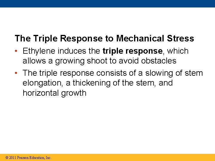 The Triple Response to Mechanical Stress • Ethylene induces the triple response, which allows